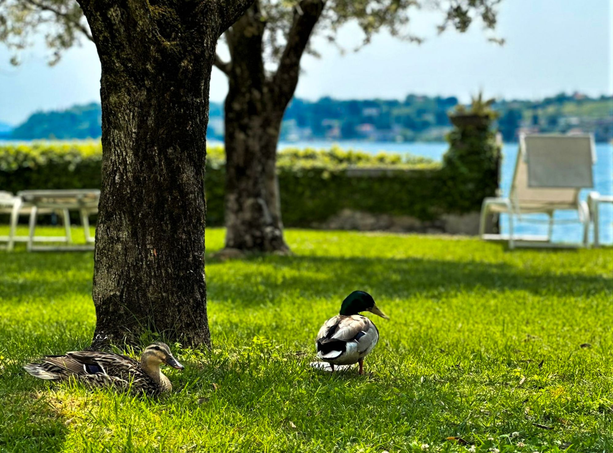 Garden with ducks